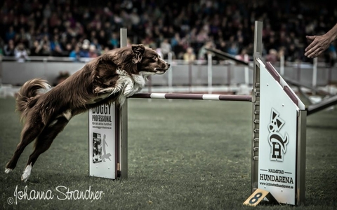 The Border Collie Because There Is No Better Dog