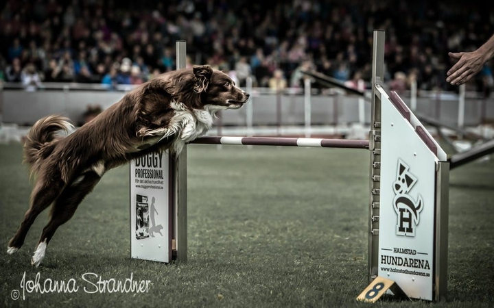 The Border Collie Because There Is No Better Dog