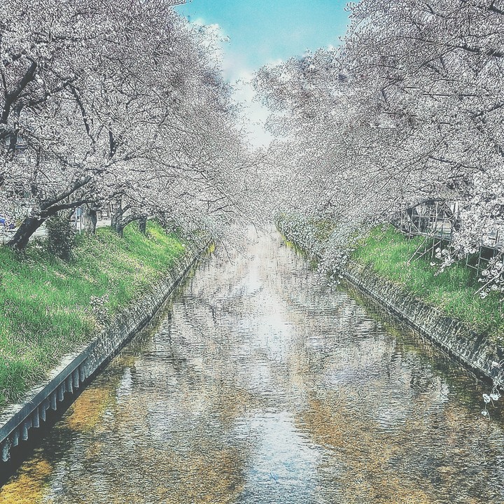 桜