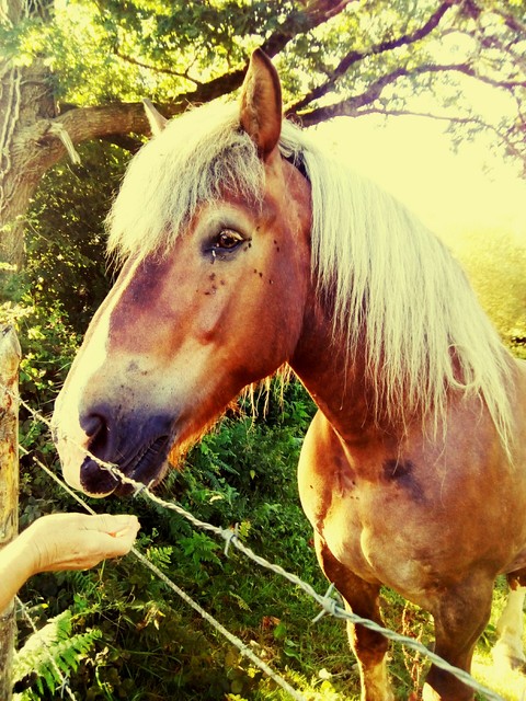 Horses
