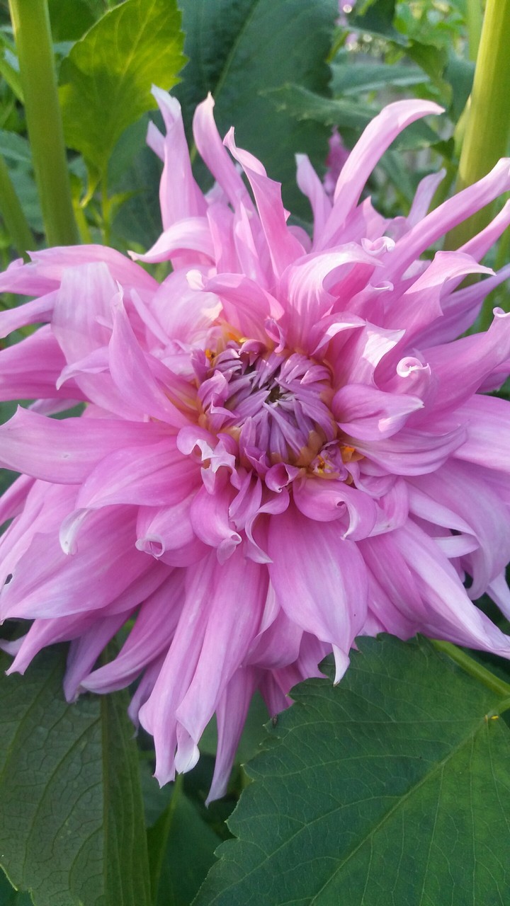 Dahlias