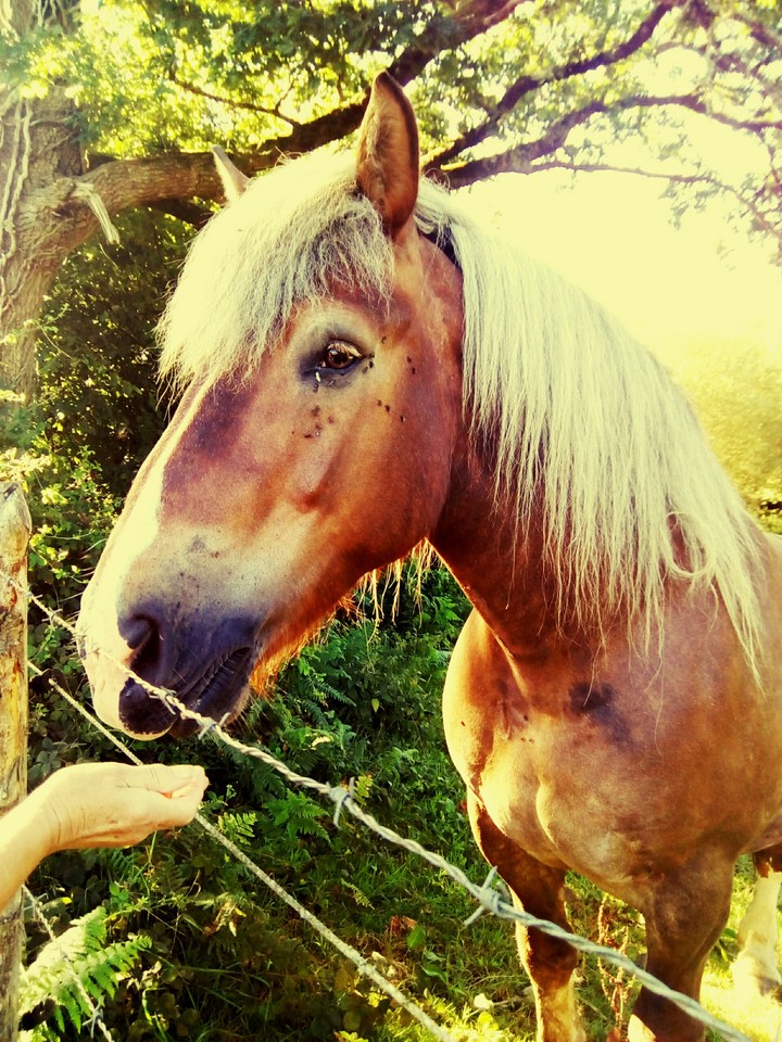 Horses