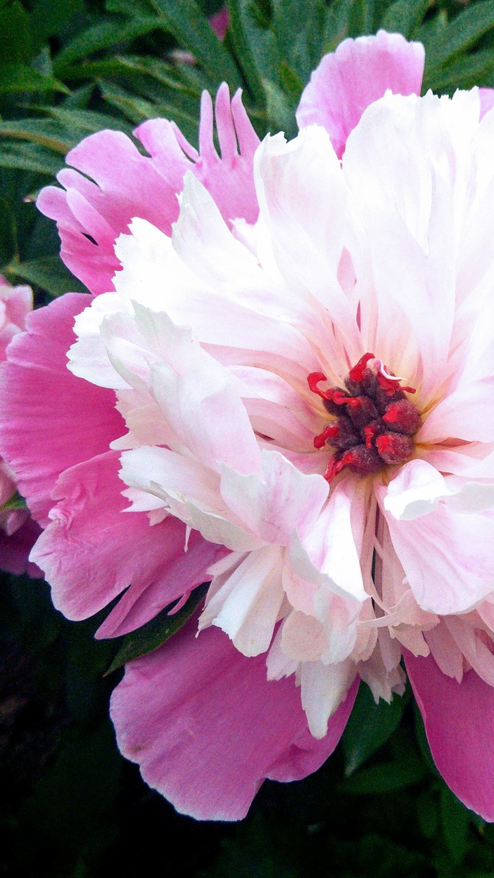 Peony