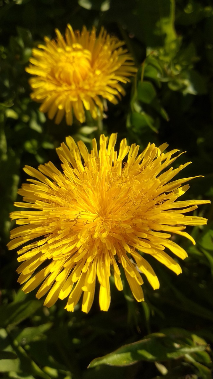 juicy yellow