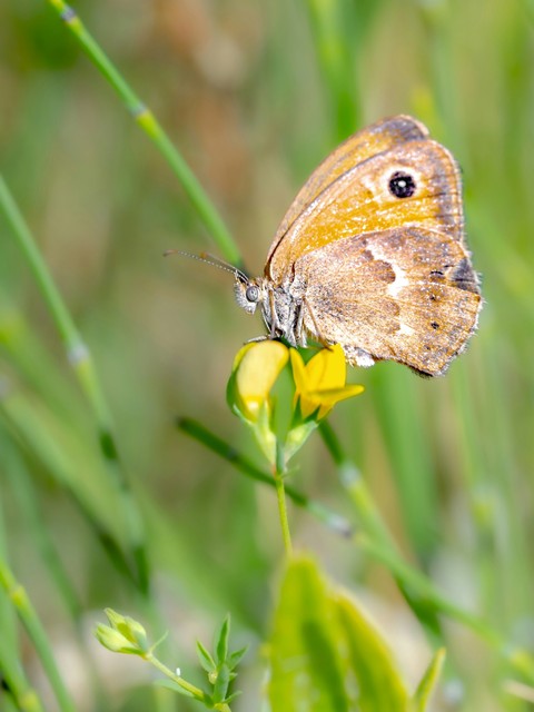 lepidoptera, wing háttérképek