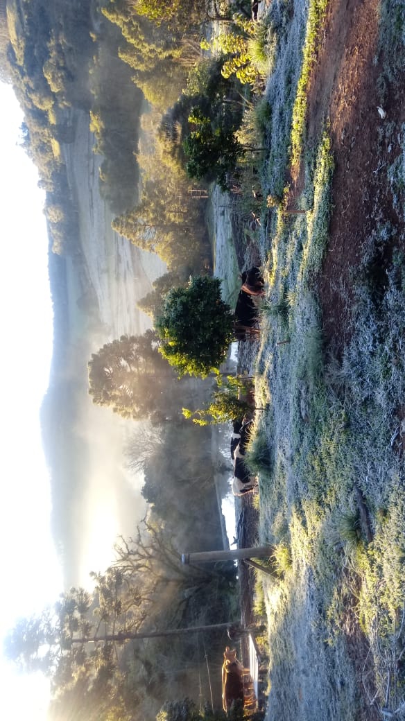 Campo