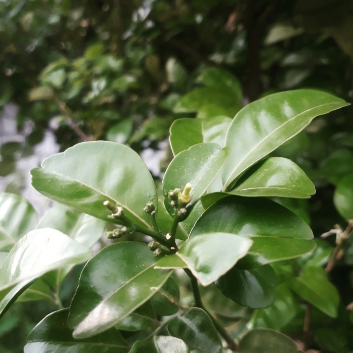 The Echoing Green