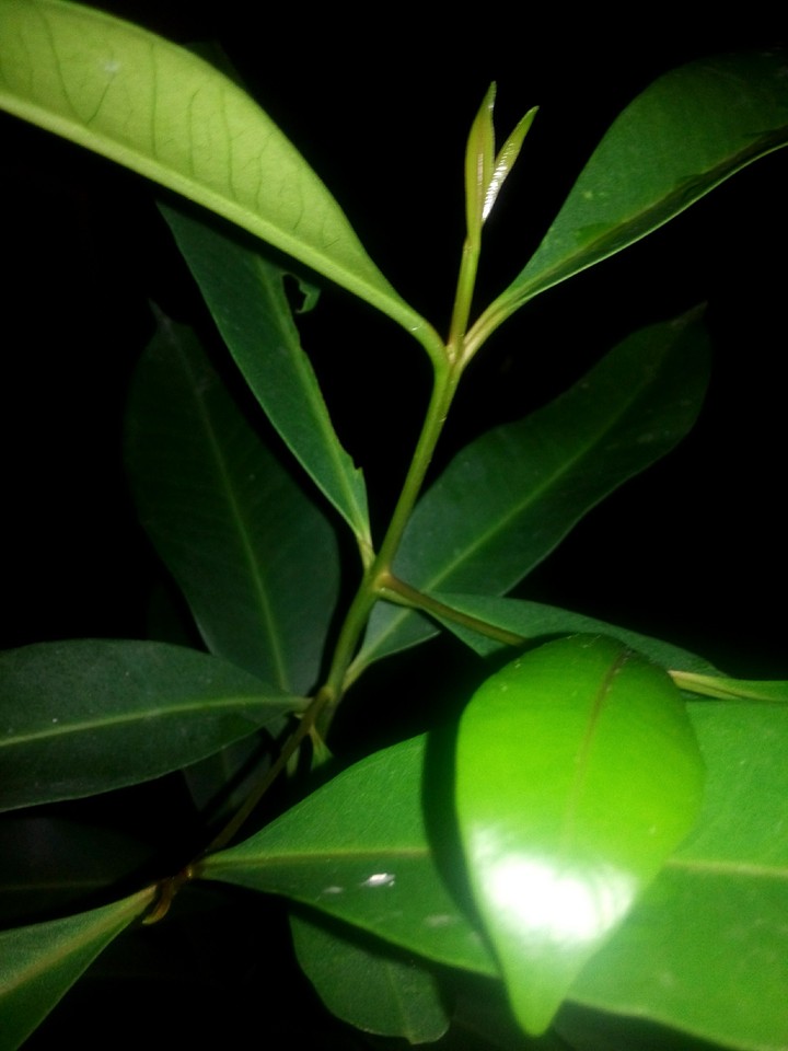 Plant