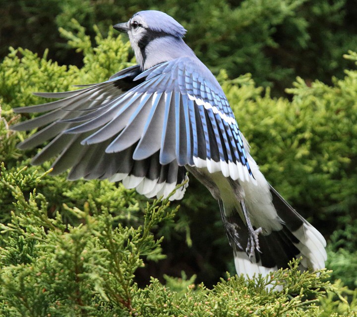 Feathers