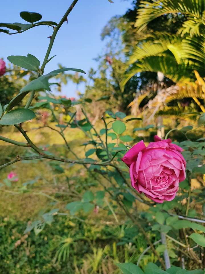 Rose