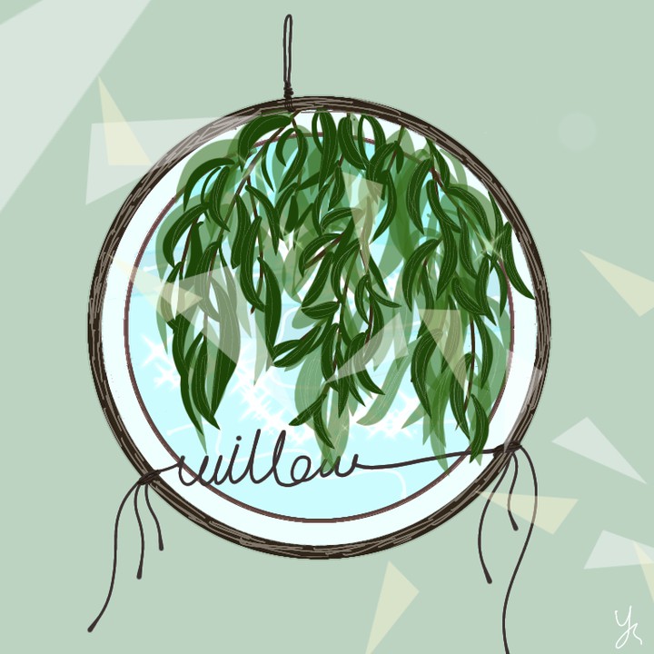 willow
