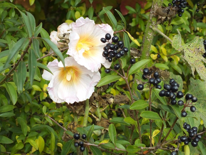 Blumen und Beeren