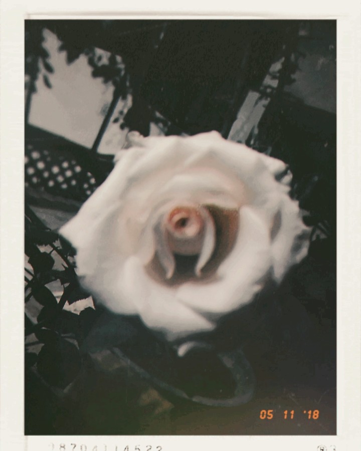 White rose