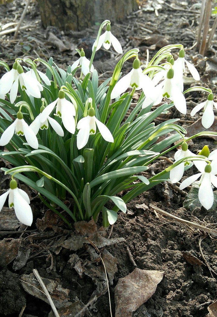 spring flowers