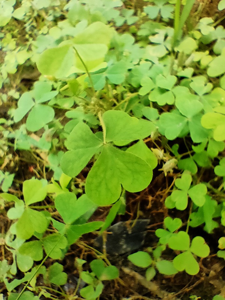 Leafs