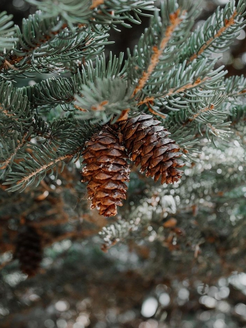 cones