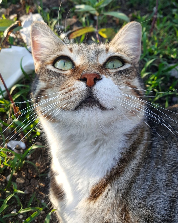 Cat's beauty