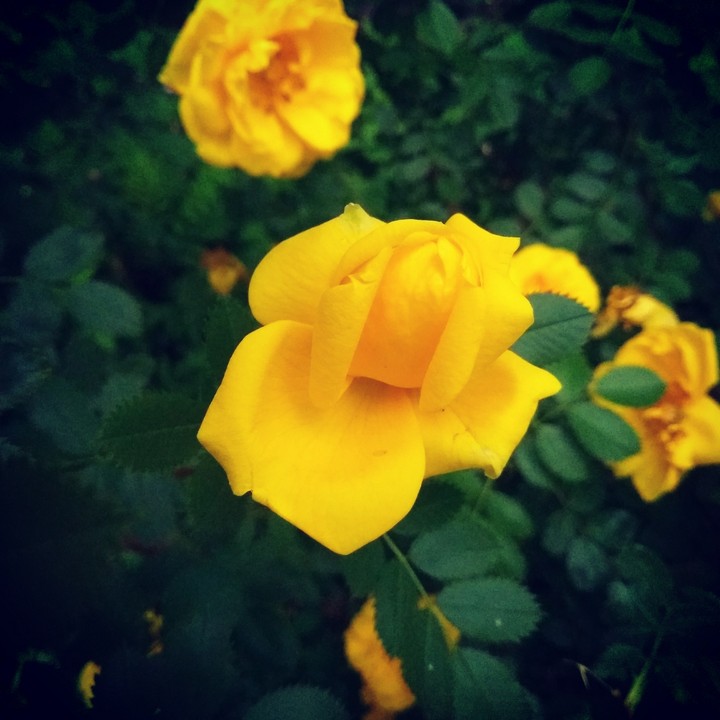 yellow rose