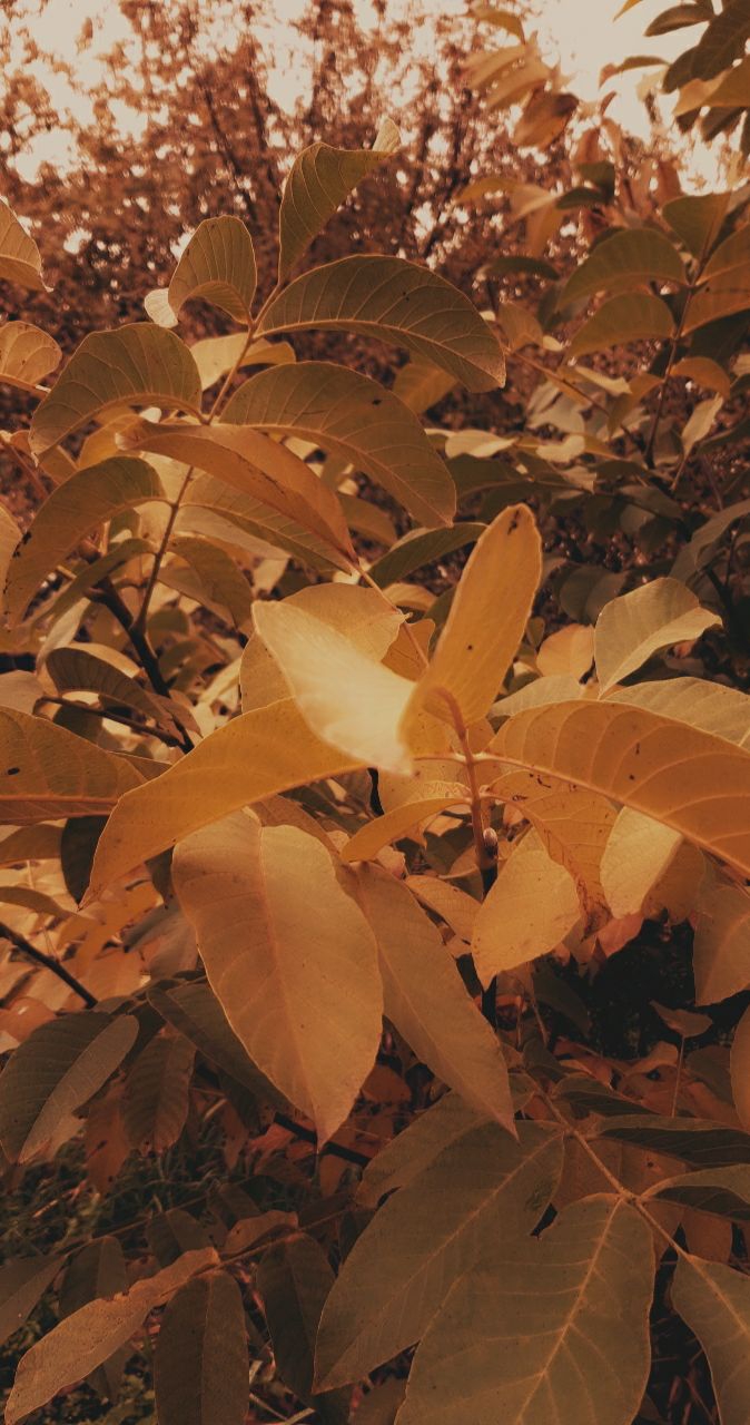 autumn