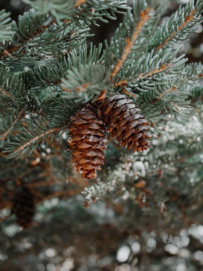 cones