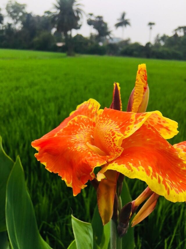 orange flower