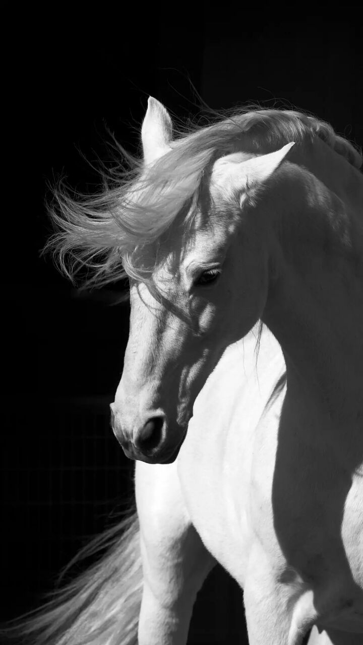 horse