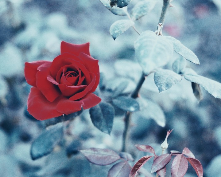 Rose