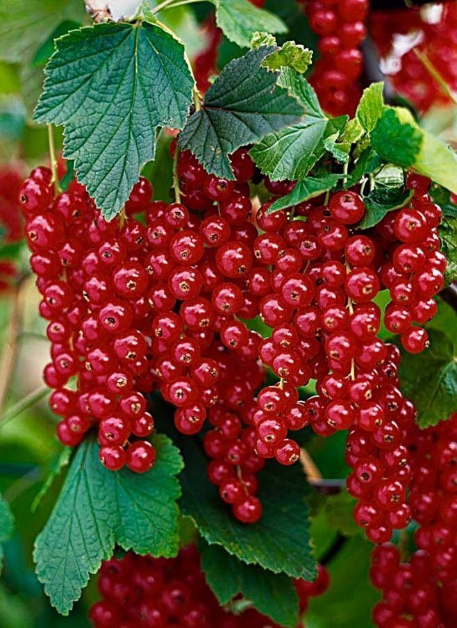 Berry