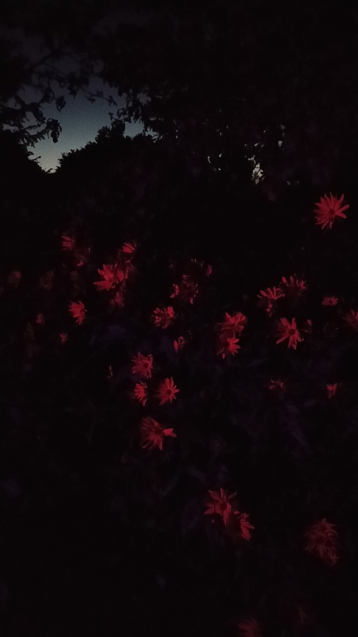 glowing night
