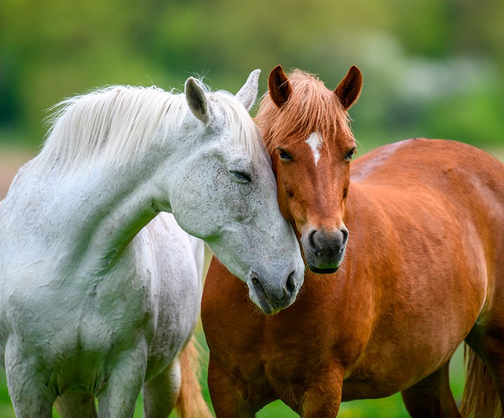 horse