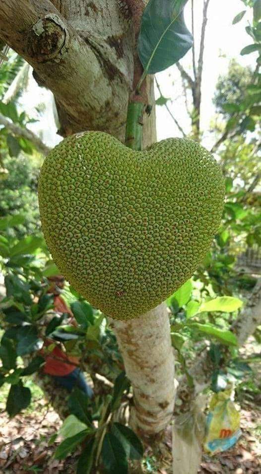 Olha que fofura essa jaca!