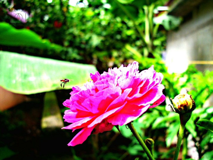 rose