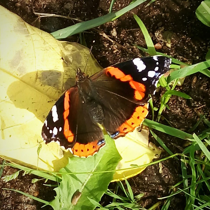 Бабочка. Butterfly.