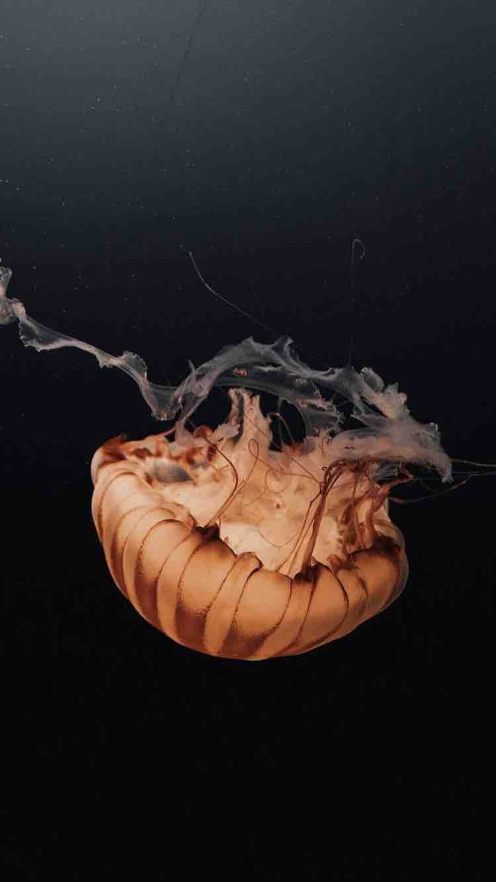 jelly fish