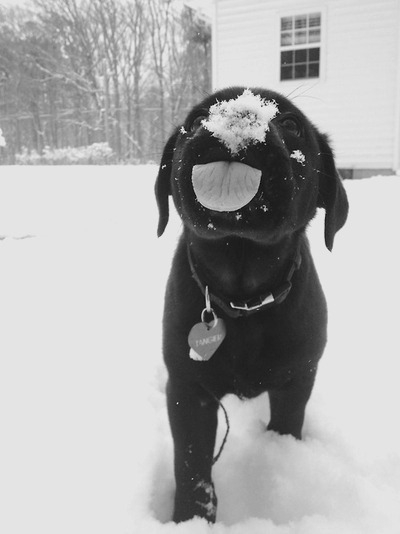 dog