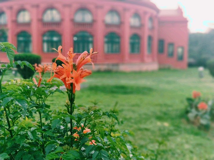 flowers