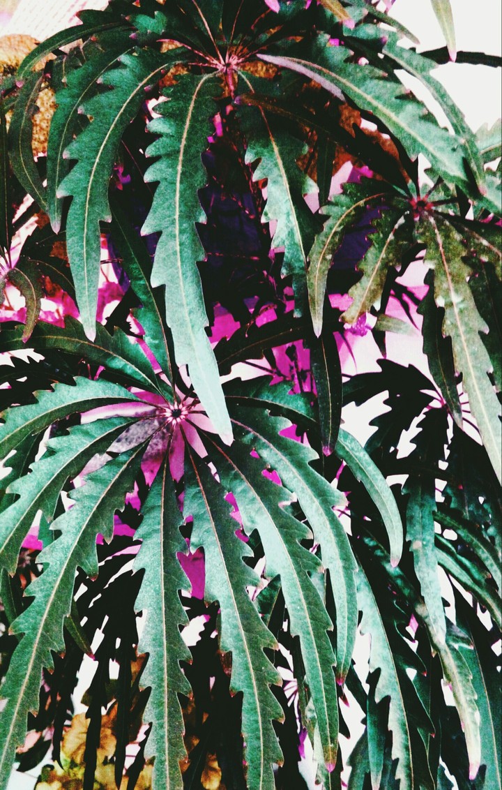 Plants