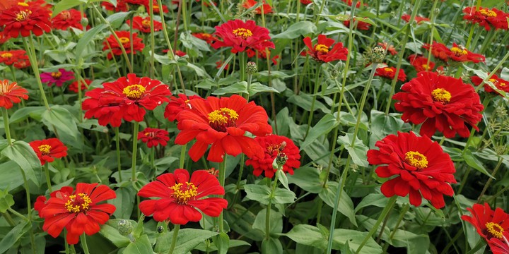 taiwan flower