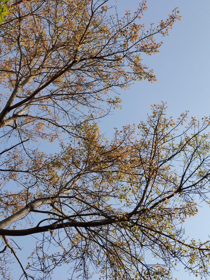 new leaves