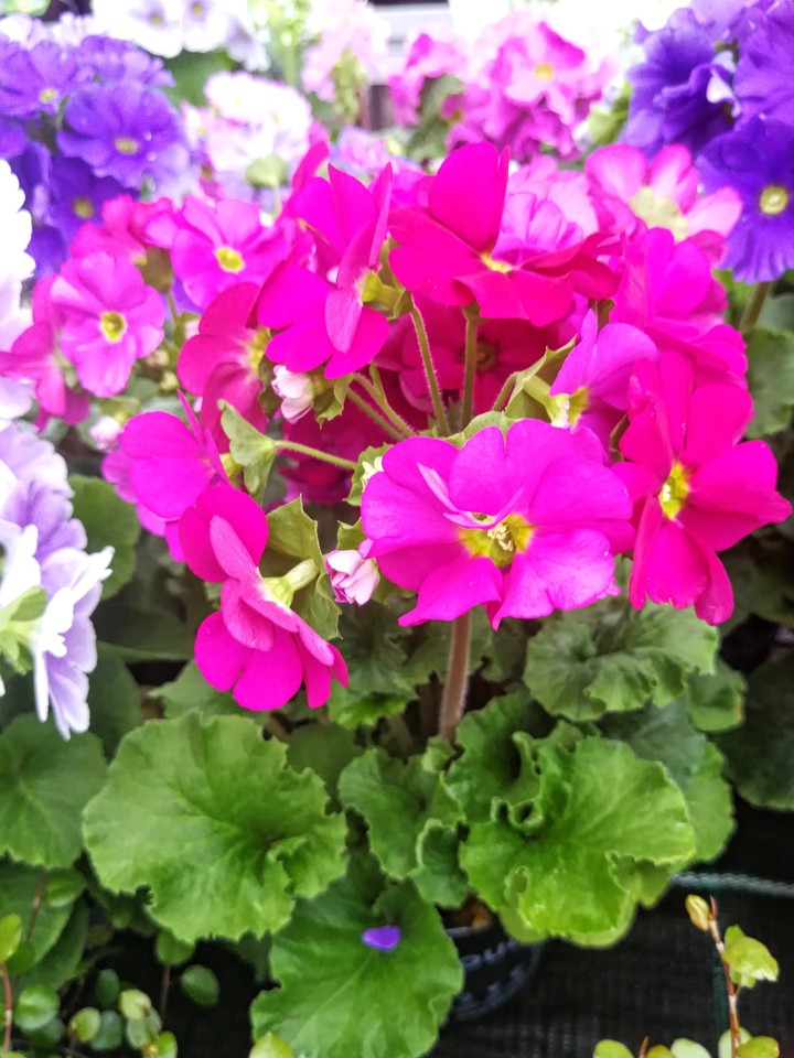 Blumen Garten