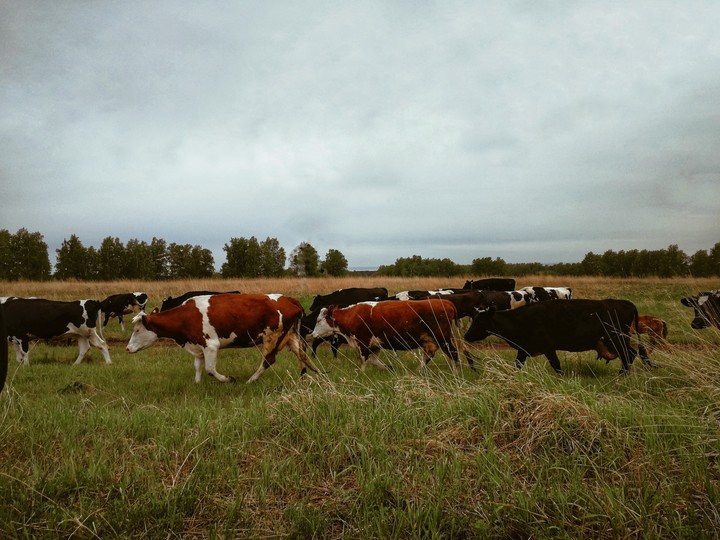 cows