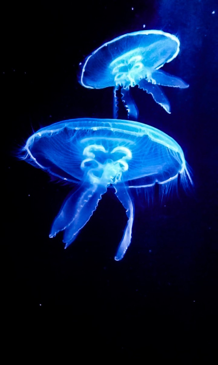 medus