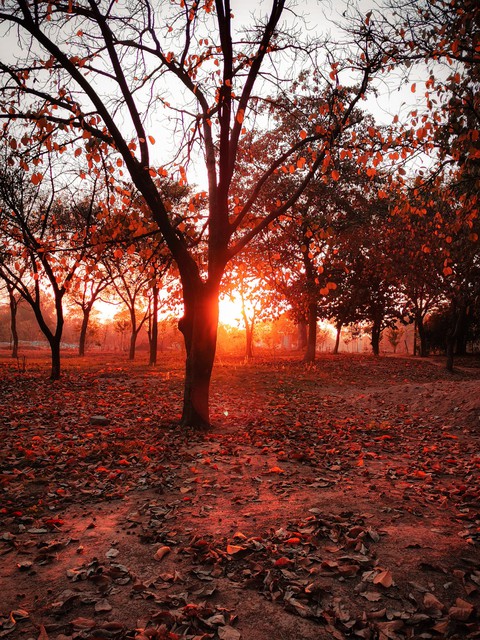 Autumn season shot