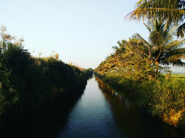 greenery