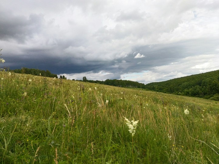 Grassland