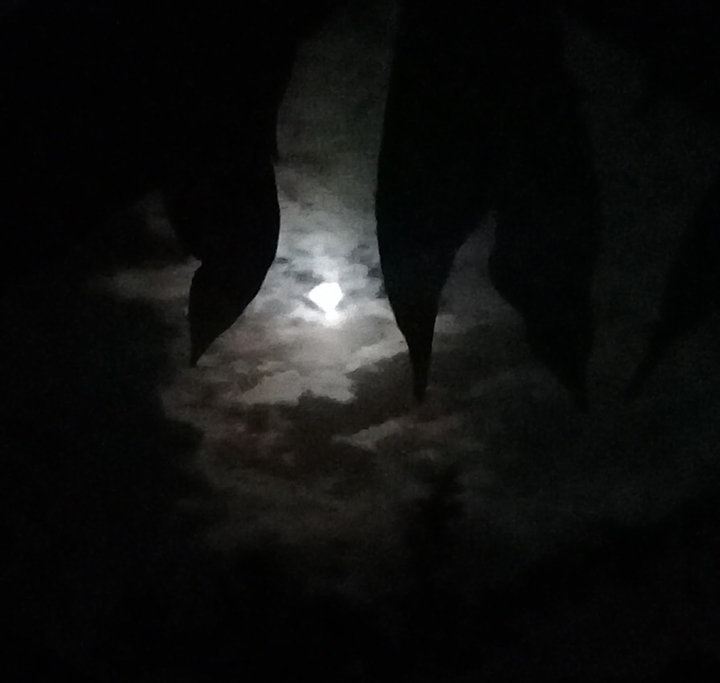 moon light...