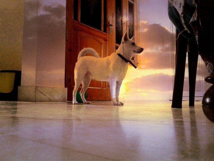 my pet