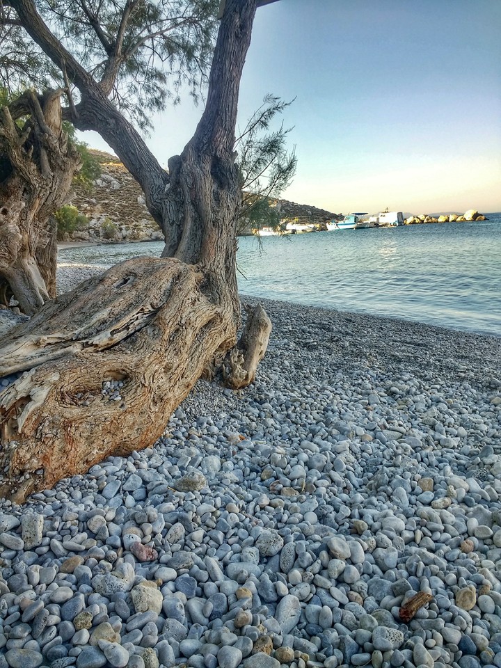 tree stairs the sea