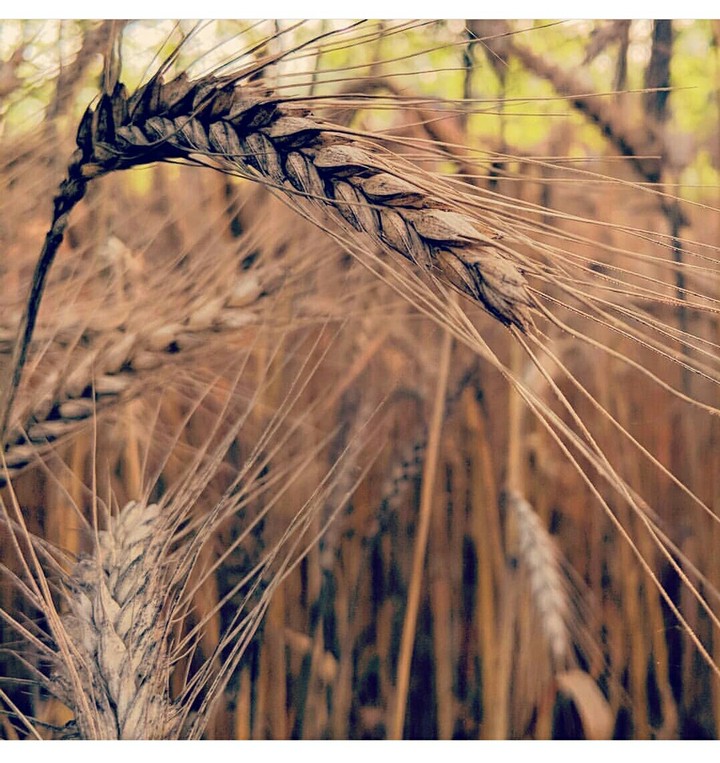 Grain