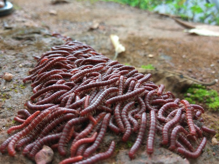 red